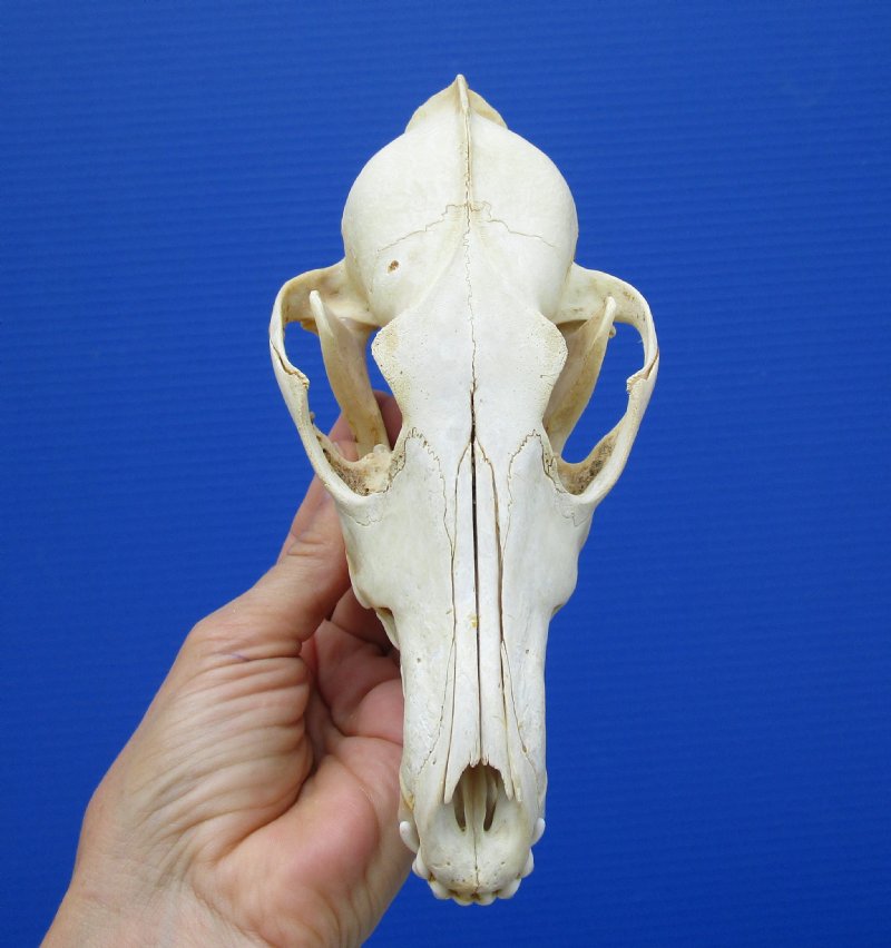 7-1/4 by 3-1/2 inches Real Coyote Skull for Sale