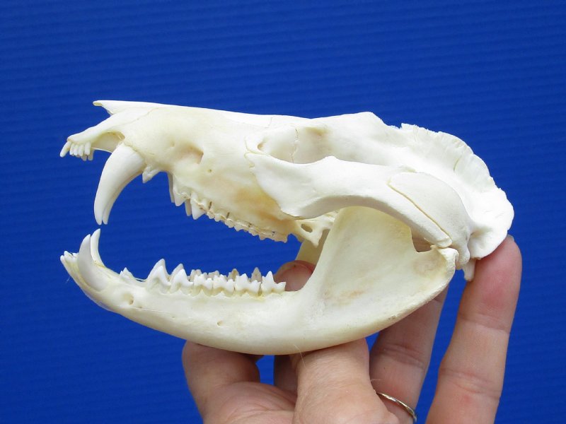 4-3 4 By 2-1 2 Inches Real Opossum Skull For Sale