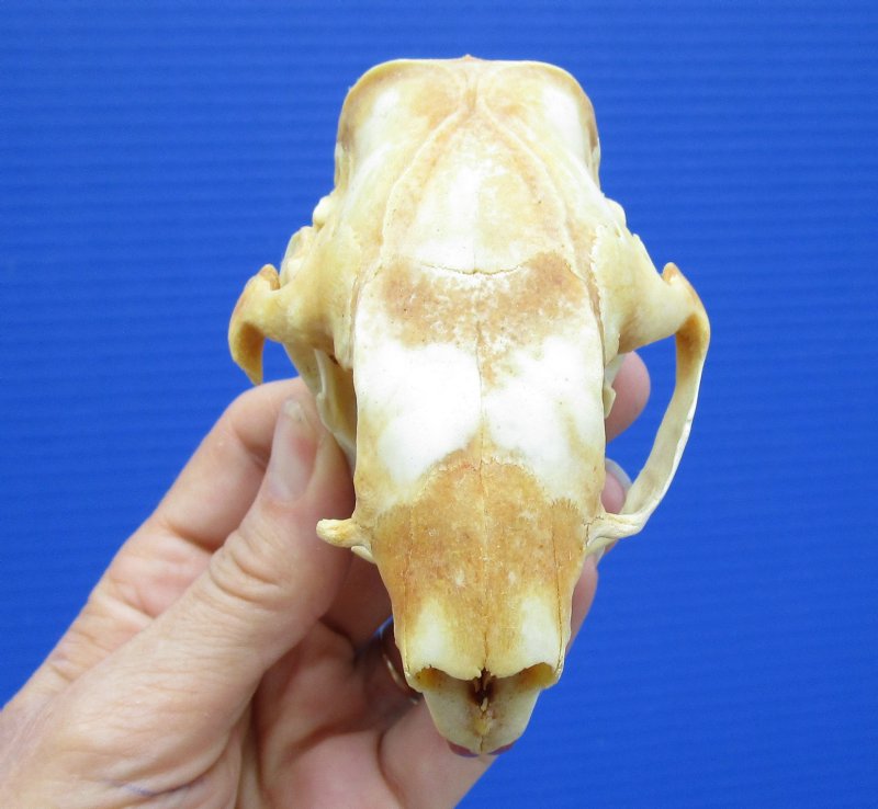 3-3/4 by 2-1/2 inches Bargain Priced North American Porcupine Skull for ...