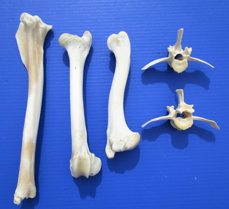 5 Whitetail Deer Bones for Sale, Vertebrae and Leg Bones