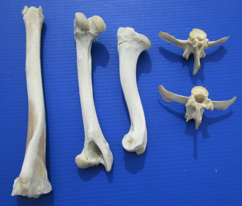 5 Whitetail Deer Bones for Sale, Vertebrae and Leg Bones