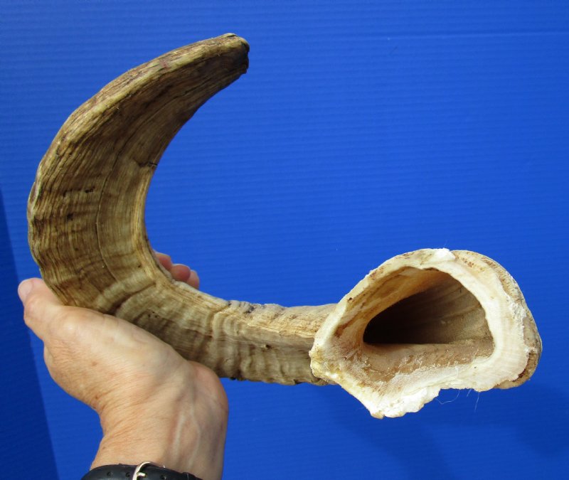 223/4 inches Authentic Merino Sheep Horn, Ram Horn for Sale