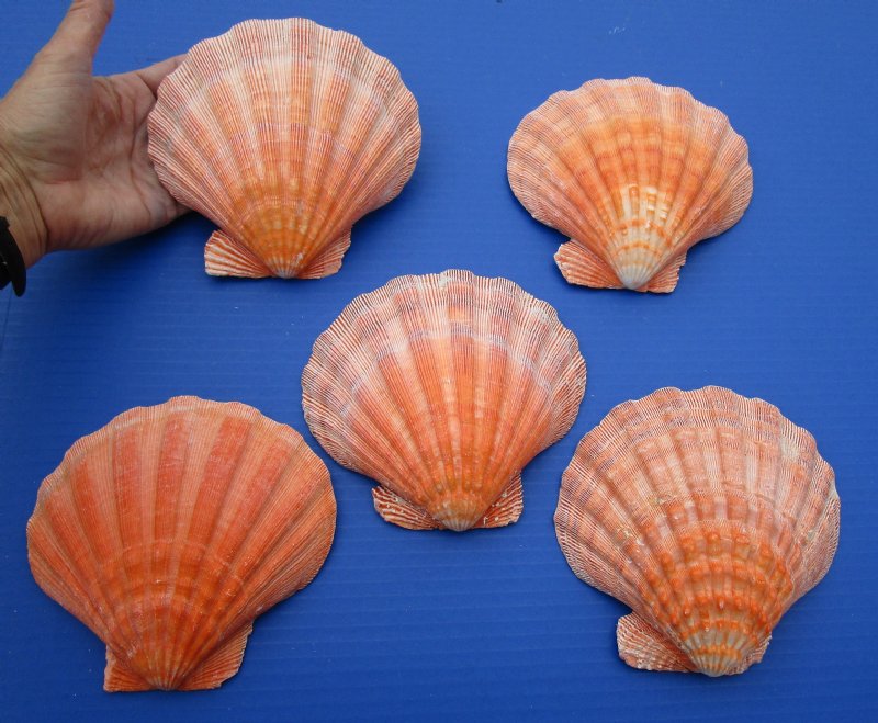 5 Naturally Bright Orange Lions Paw Scallop Shells For Sale 5 12