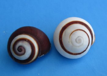 1 to 1-1/2 inches Small Round Striped Land Snails for Hermit Crabs - 100 @ .48 each