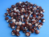 1 to 1-1/2 inches  Small  Round Striped Land Snails <font color=red> Wholesale</font> - 400 @ .30 each