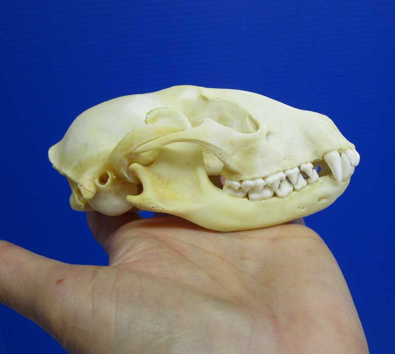 4-3/4 by 2-5/8 inches North American Raccoon Skull for Sale, Coon Skull