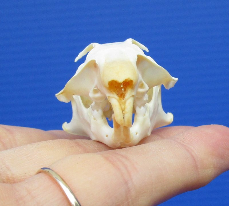 northern pocket gopher skull