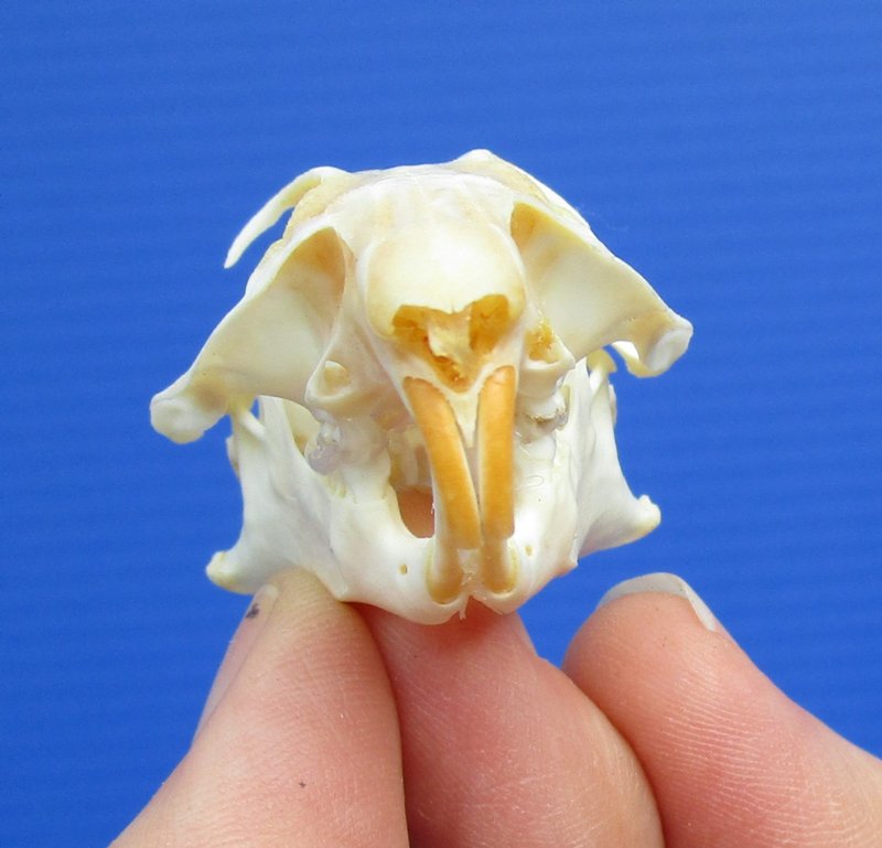 northern pocket gopher skull