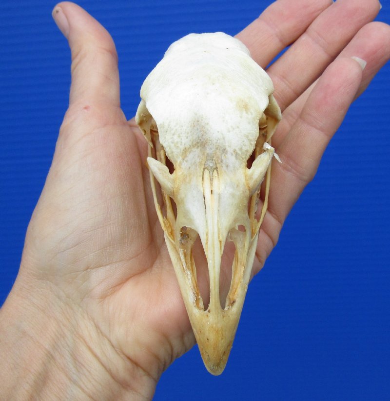 4-3/4 by 1-3/4 inches Real Turkey Skull for Sale