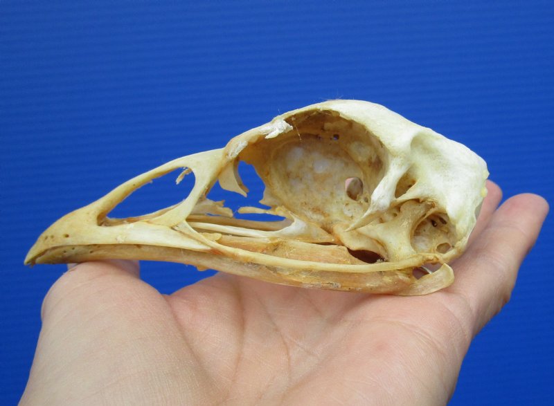 4-3/4 By 1-3/4 Inches Real Turkey Skull For Sale