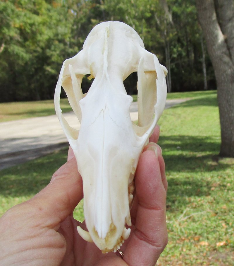 4-1/2 by 2-1/4 inches Real Opossum Skull for Sale