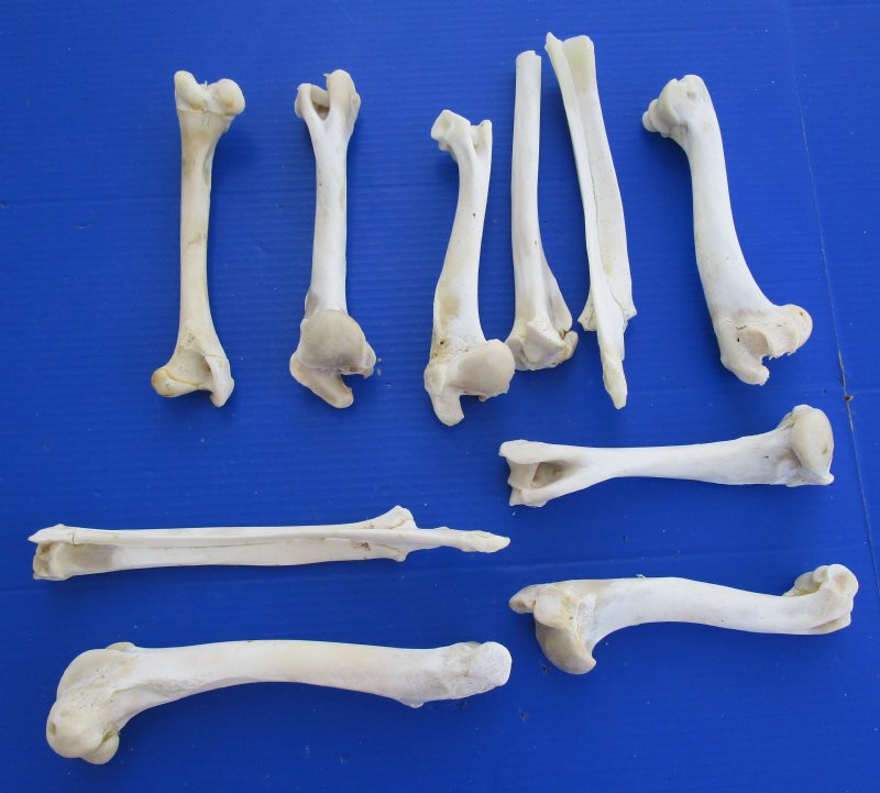 10 piece Bulk Lot of Authentic Whitetail Deer Leg Bones for Taxidermy ...