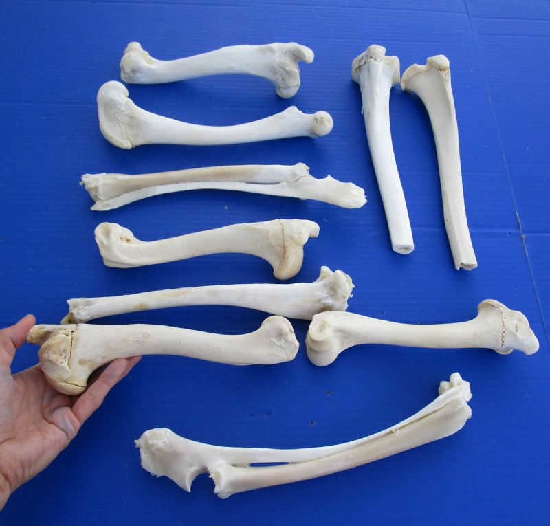 10 piece Bulk lot of Real Whitetail Deer Leg Bones for Sale 8 to 11 ...