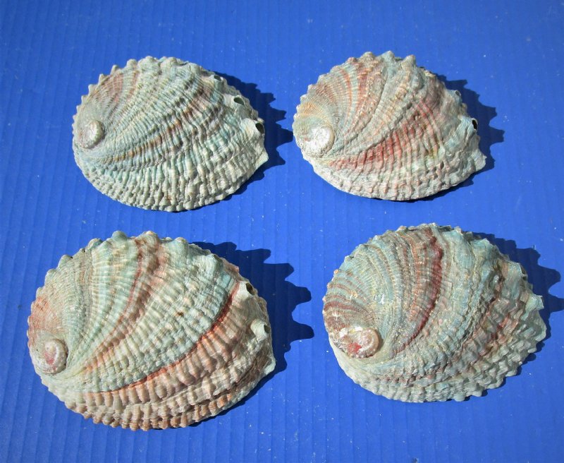 4 piece lot 4-1/4 to 4-7/8 inches long Gorgeous Pink Abalone Shells for ...