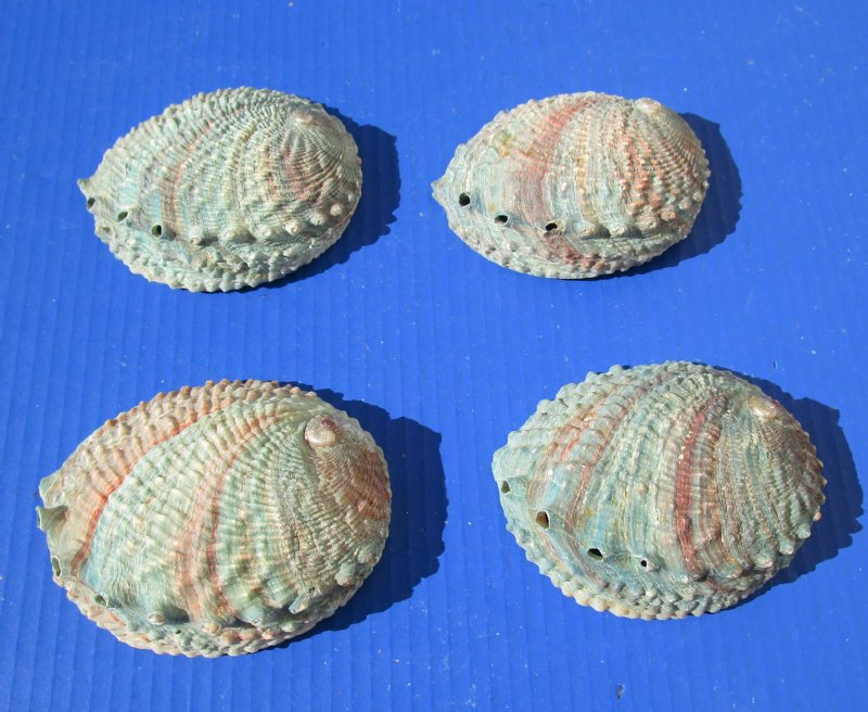 4 piece lot 4-1/4 to 4-7/8 inches long Gorgeous Pink Abalone Shells for ...