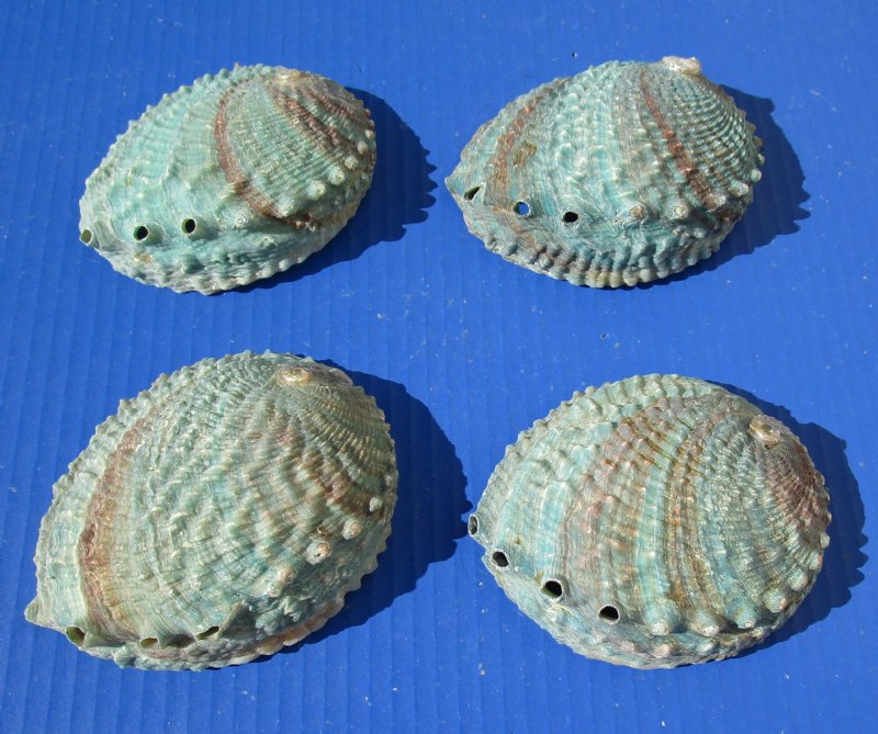 4 Gorgeous 4-1/4 to 4-3/4 inches Pink Abalone Shells with Deep Teal and Red