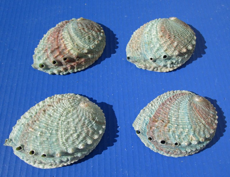 4 Natural Pink Abalone Shells 4-1/8 to 4-1/2 inches with Beautiful ...