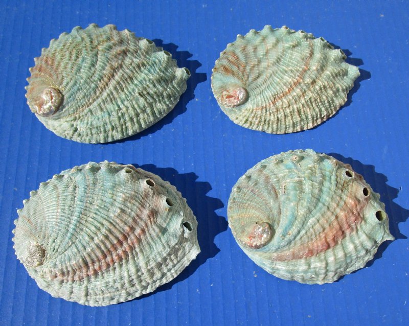 4 Natural Pink Abalone Shells for Sale 4-1/8 to 4-1/4 inches long,