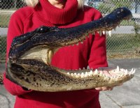 16 inches Taxidermy Alligator Head Souvenir - $89.99 each