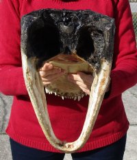 16 inches Taxidermy Alligator Head Souvenir - $89.99 each