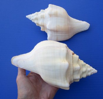 Two West Indian Chank Shells, 7-7/8 and 7-1/2 inches for $10 each