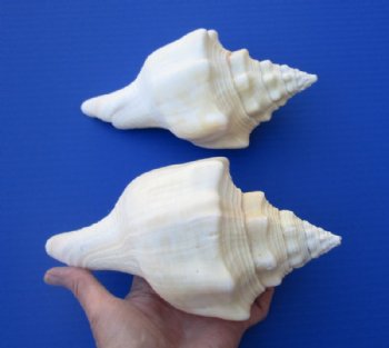 7-5/8 and 7-1/2 inches West Indian Chank Shells for Sale for $10 each