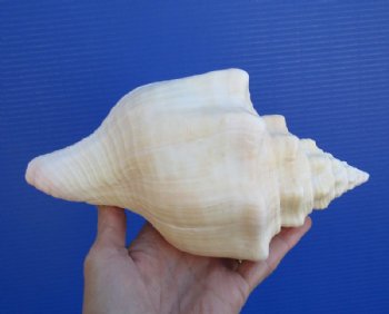 8-1/4 inches Pretty West Indian Chank Shell for Sale - You are buying the hand picked shell pictured for $16.99