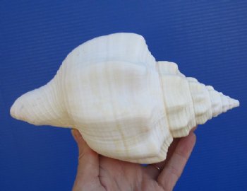 8-1/4 inches West Indian Chank Shell for Sale, Turbinella angulata - You are buying this hand picked shell pictured for $16.99