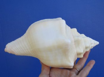 West Indian Chank Shell 8-1/4 inches for $16.99