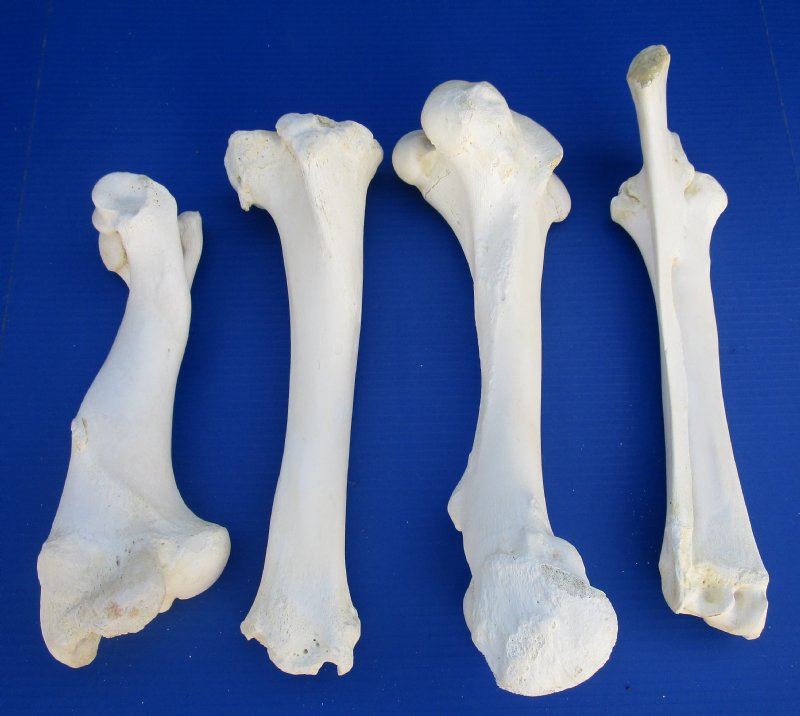 Set of 4 Buffalo Leg Bones for Sale, Tibia, Femur, Radius and Humerus Bones