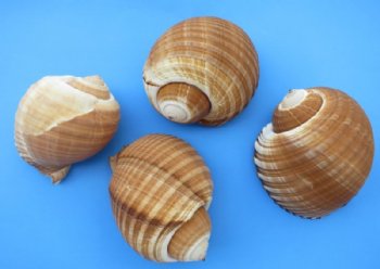 6 to 6-7/8 inches Giant Tun Shell for Sale, Tonna Galea, Tonna Olearium - Pack of 3 @ $7.20 each