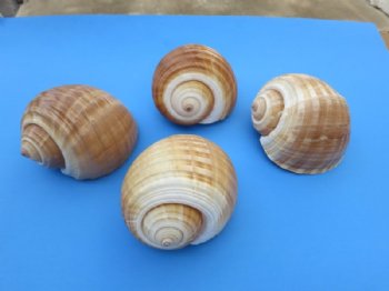 7 to 7-7/8 inches Large Tonna Galea Shell for Sale, Giant Tun - Pack of 1 @ $13.99 each; Pack of 6 @ $10.80 each; 