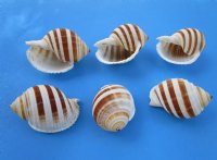 4 inches Banded Tun Shells, Tonna Sulcosa Shells, a lightweight shell for large hermit crabs - 12 @ $2.90 each