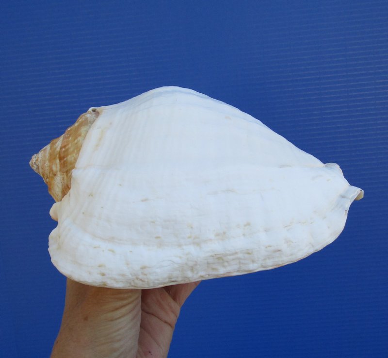 7-1/4 by 5 inches Gorgeous Pacific Giant Conch Shell, a thick brownish ...