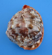 Large Bullmouth Red Helmet Cameo Shells <font color=red>Wholesale </font>,  6 inches - Case: 18 @ $7.50 each