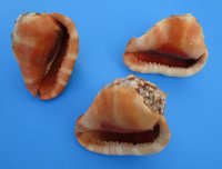 Large Bullmouth Red Helmet Cameo Shells <font color=red>Wholesale </font>,  6 inches - Case: 18 @ $7.50 each