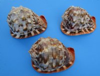 Large Bullmouth Red Helmet Cameo Shells <font color=red>Wholesale </font>,  6 inches - Case: 18 @ $7.50 each