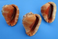 Large Bullmouth Red Helmet Cameo Shells <font color=red>Wholesale </font>,  6 inches - Case: 18 @ $7.50 each