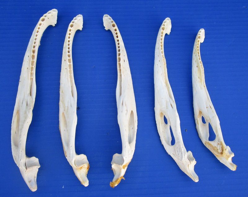 5 Alligator Jaw Bones from a Florida Gator - You are buying the 5 ...