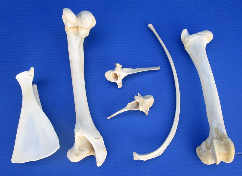 6 Whitetail Deer Bones for Sale including leg bones, shoulder blade ...