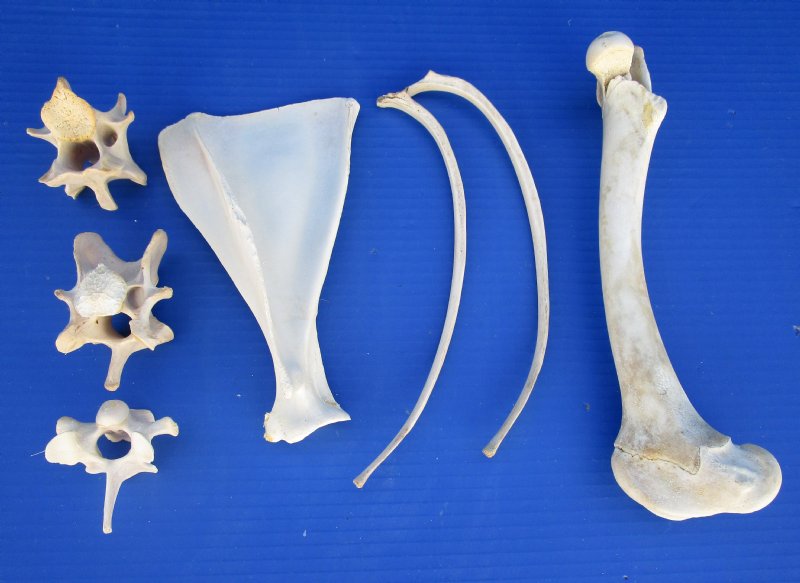 7 Whitetail Deer Assorted Leg, Shoulder Blade, Rib and Vertebrae Bones