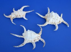 Chiragra Spider Conch Shells in Bulk 7 to 9 inches - <FONT COLOR=RED> Discount Priced</font> Case of 30 @ $3.00 each