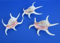 7 to 9 inches Chiragra Spider Conch Shell - 3 @ $5.20 each