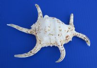 Chiragra Spider Conch Shells in Bulk 7 to 9 inches - <FONT COLOR=RED> Discount Priced</font> Case of 30 @ $3.00 each