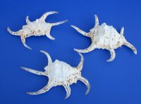 7 to 9 inches Chiragra Spider Conch Shell - 3 @ $5.20 each