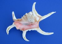 Chiragra Spider Conch Shells in Bulk 7 to 9 inches - <FONT COLOR=RED> Discount Priced</font> Case of 30 @ $3.00 each