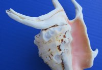 Chiragra Spider Conch Shells in Bulk 7 to 9 inches - <FONT COLOR=RED> Discount Priced</font> Case of 30 @ $3.00 each