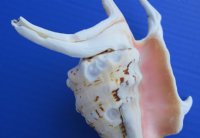 7 to 9 inches Chiragra Spider Conch Shell - 3 @ $5.20 each