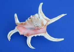 7 to 9 inches Chiragra Spider Conch Shell - 3 @ $5.20 each