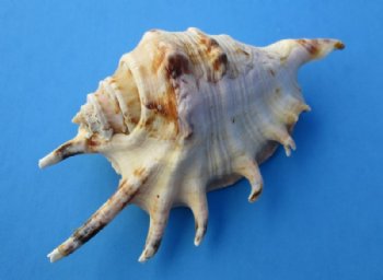 Spider Conch Shell, Lambis Lambis Shells 4 to 4-3/4 inches - Case: 150 @ .45 each; <font color=red> 2 Wholesale Cases</font> @ .30 each